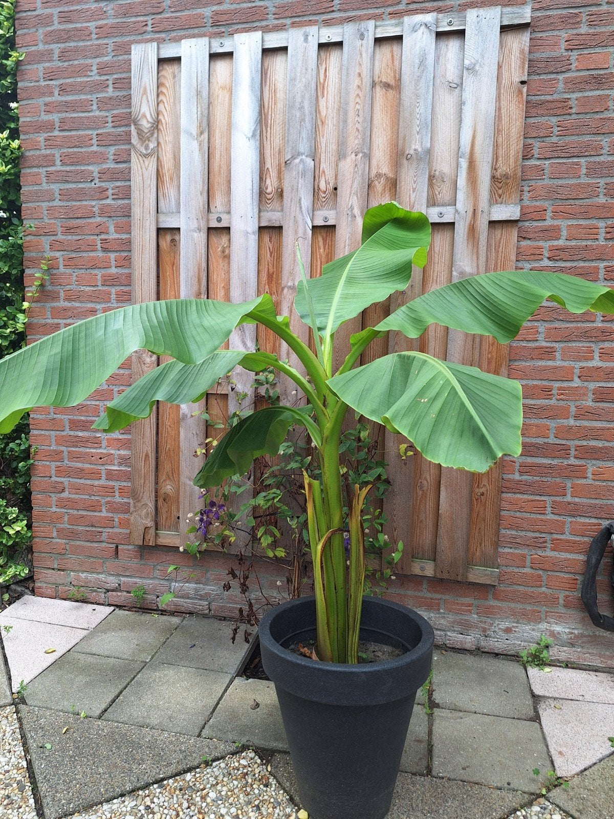 bananen stek/plant, Ophalen, Volle zon, Overige soorten, Minder dan 100 cm