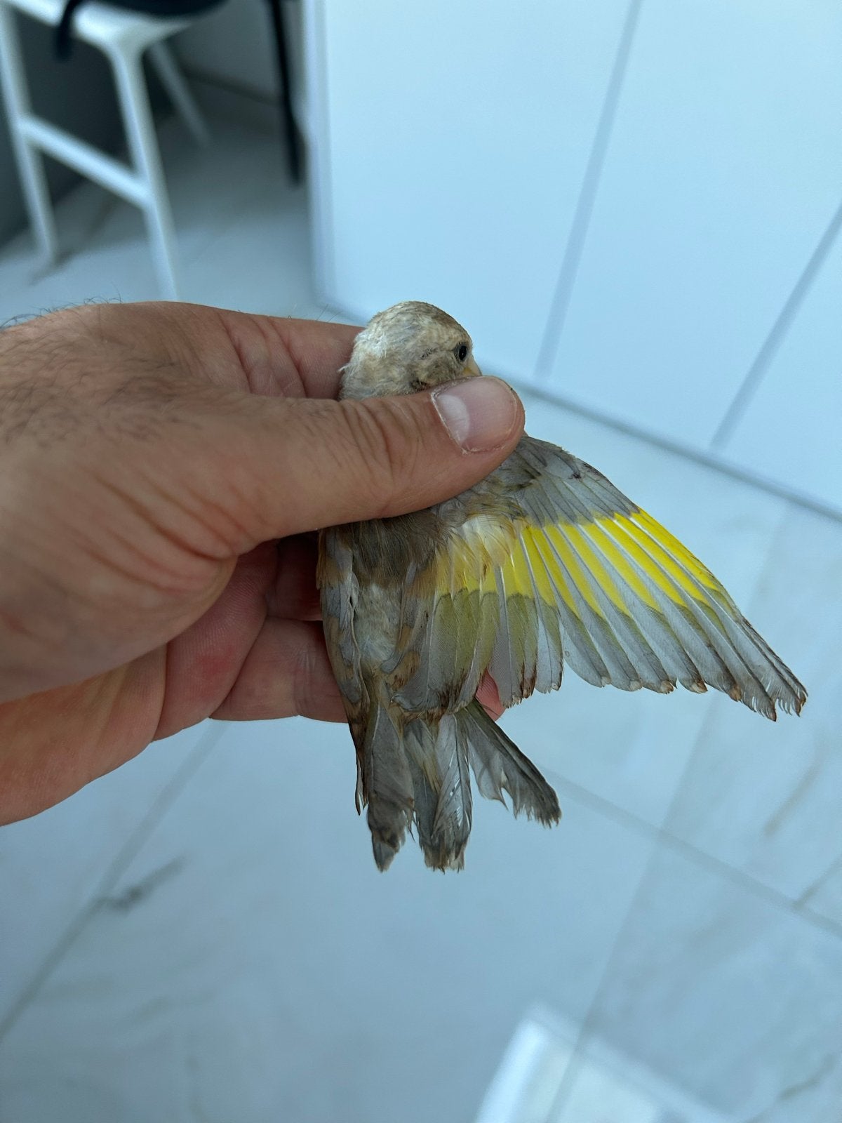 Parva Damascus 2026, Geslacht onbekend, Wildzangvogel, Geringd