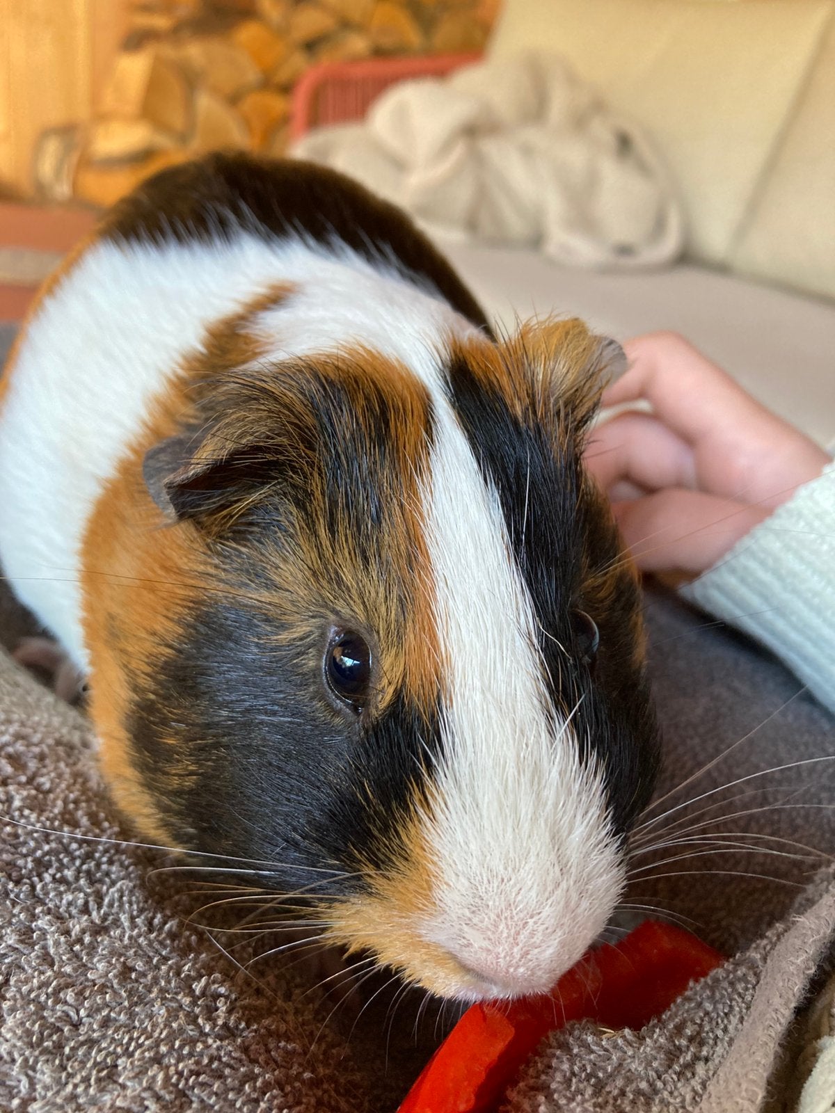 Lief cavia beertje 5 maanden oud, Cavia, April, Mannelijk, Tam