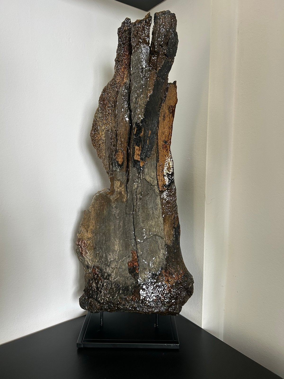 Uniek Mammoet Schouderblad Fragment uit de Noordzee, Verzamelen, Ophalen of Verzenden, Fossiel
