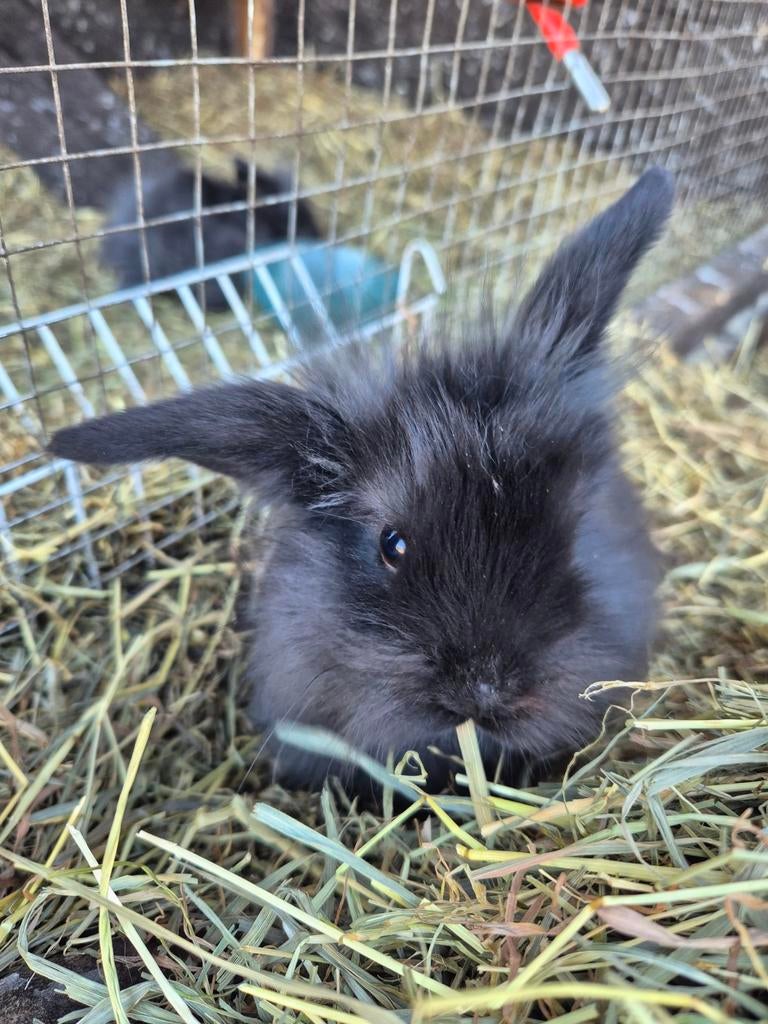 Leeuwenkop nl dwerg konijn. 8 weken oud, Dieren en Toebehoren, Konijnen