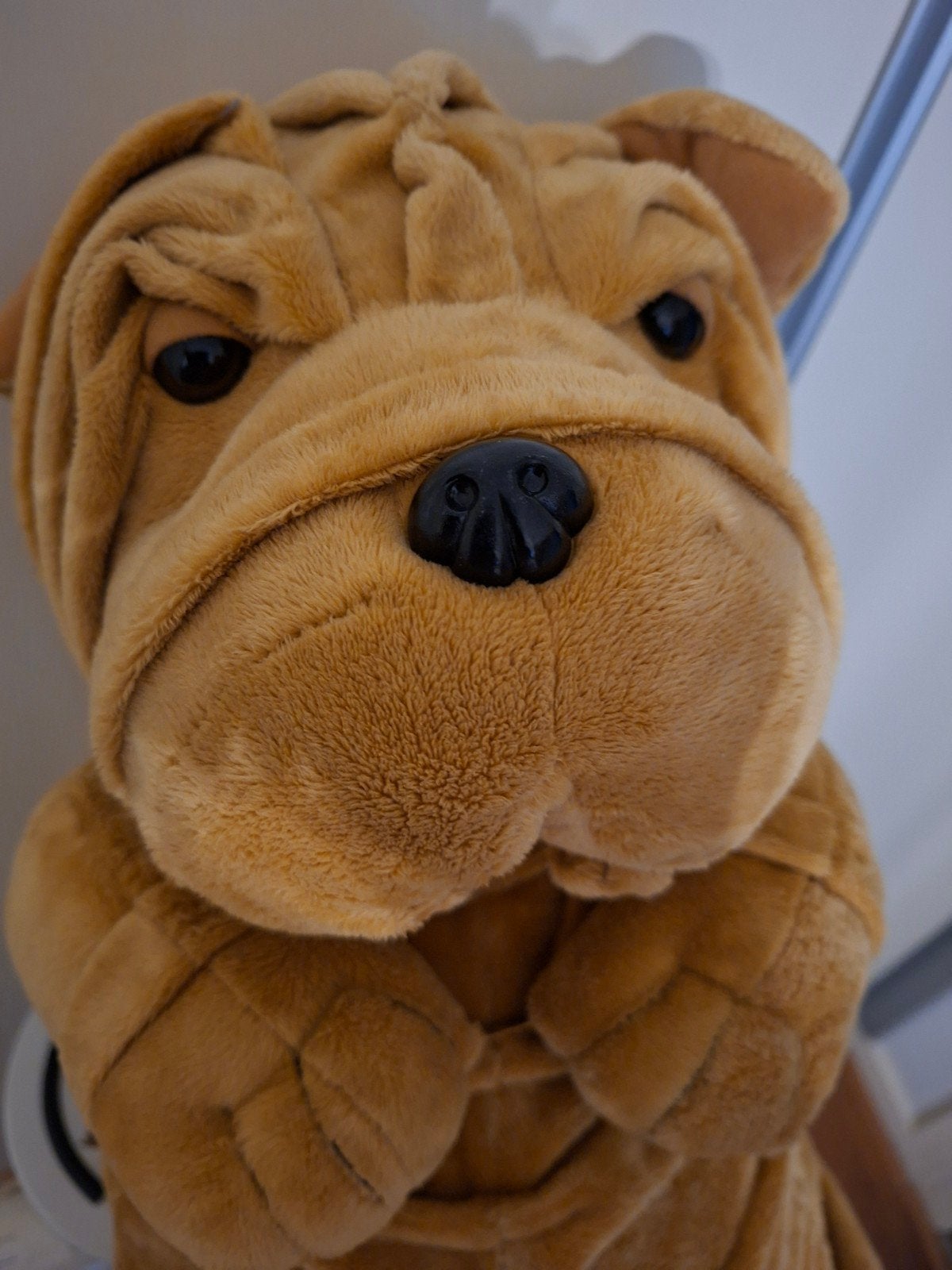 Hond, " Shar-pei", Ophalen, Overige typen, Middelgroot (20 tot 80 cm), Wasbaar