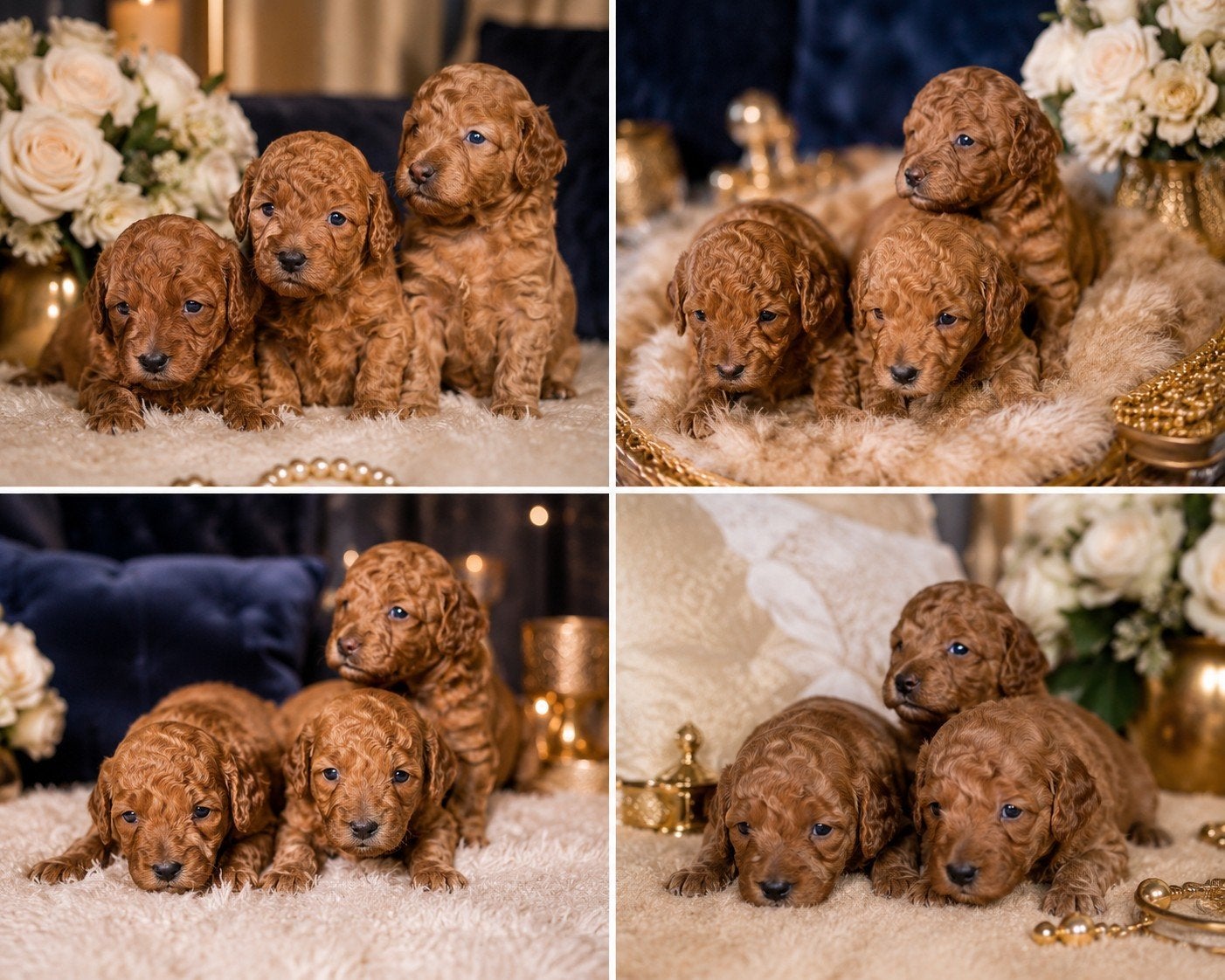 Kleine Toy Poedel pups zoeken hun gouden mandje ️ puppy's, Poedel, 8 tot 15 weken, Parvo, Meerdere