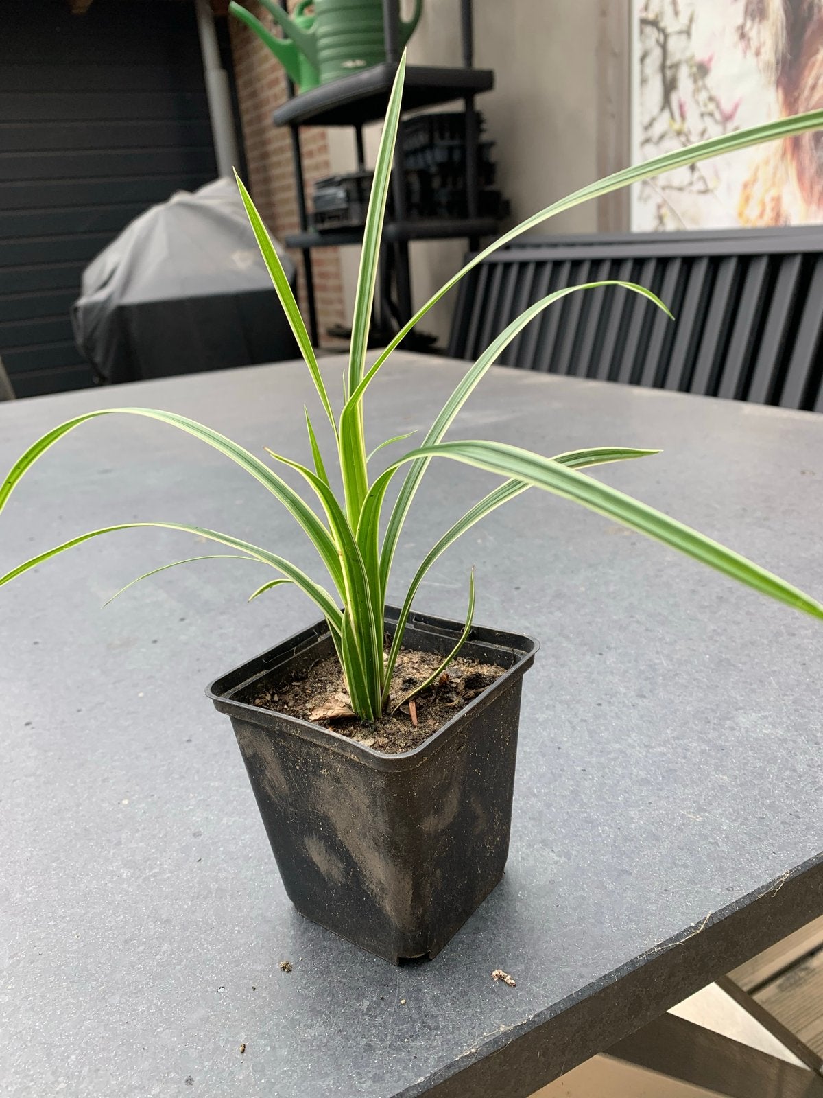 22 jonge Carex siergras stekjes - Winterhard en onderhoudsar, Tuin en Terras, Planten | Tuinplanten, Ophalen, Vaste plant, Siergrassen