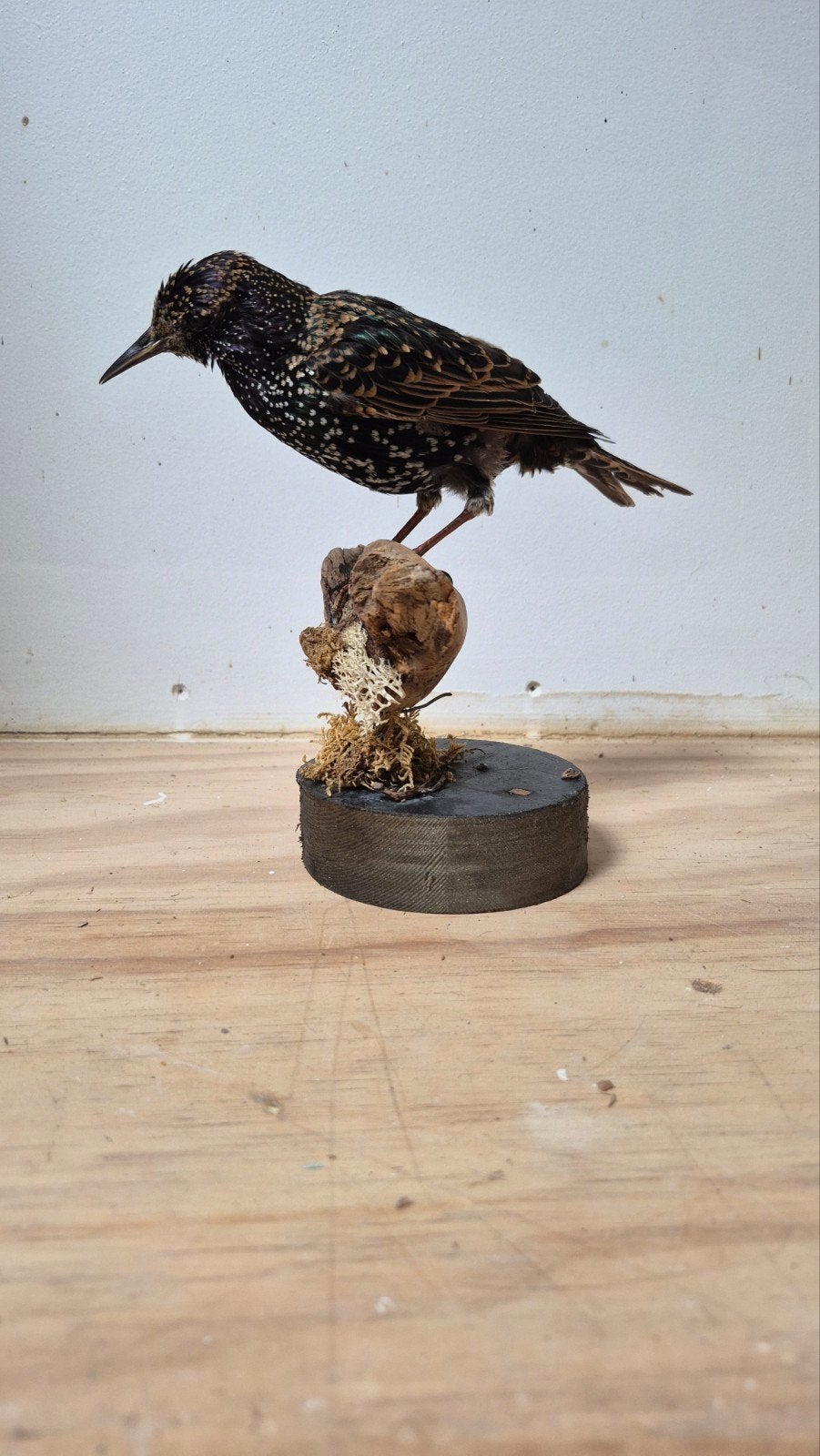 Mooie Opgezette Spreeuw Nieuwstaat!, Verzamelen, Ophalen of Verzenden, Zo goed als nieuw, Vogel, Opgezet dier