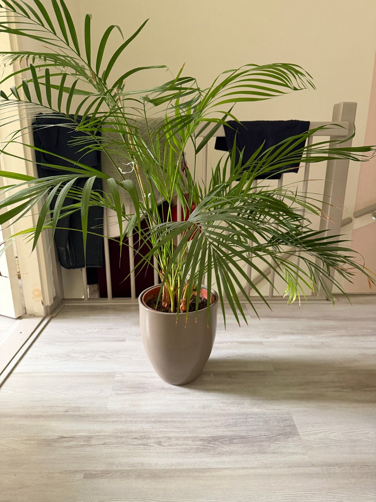 Grote Areca Palm inclusief pot, ruim 1 meter hoog, Tuin en Terras, Ophalen, Overige soorten, Struik, 100 tot 250 cm