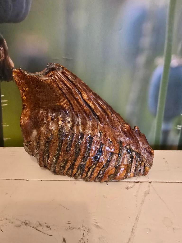Oude mammoet kies, Ophalen of Verzenden, Gebruikt