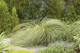 Carex comans, Tuin en Terras, Planten | Tuinplanten, Siergrassen, Halfschaduw, Bloeit niet, Ophalen