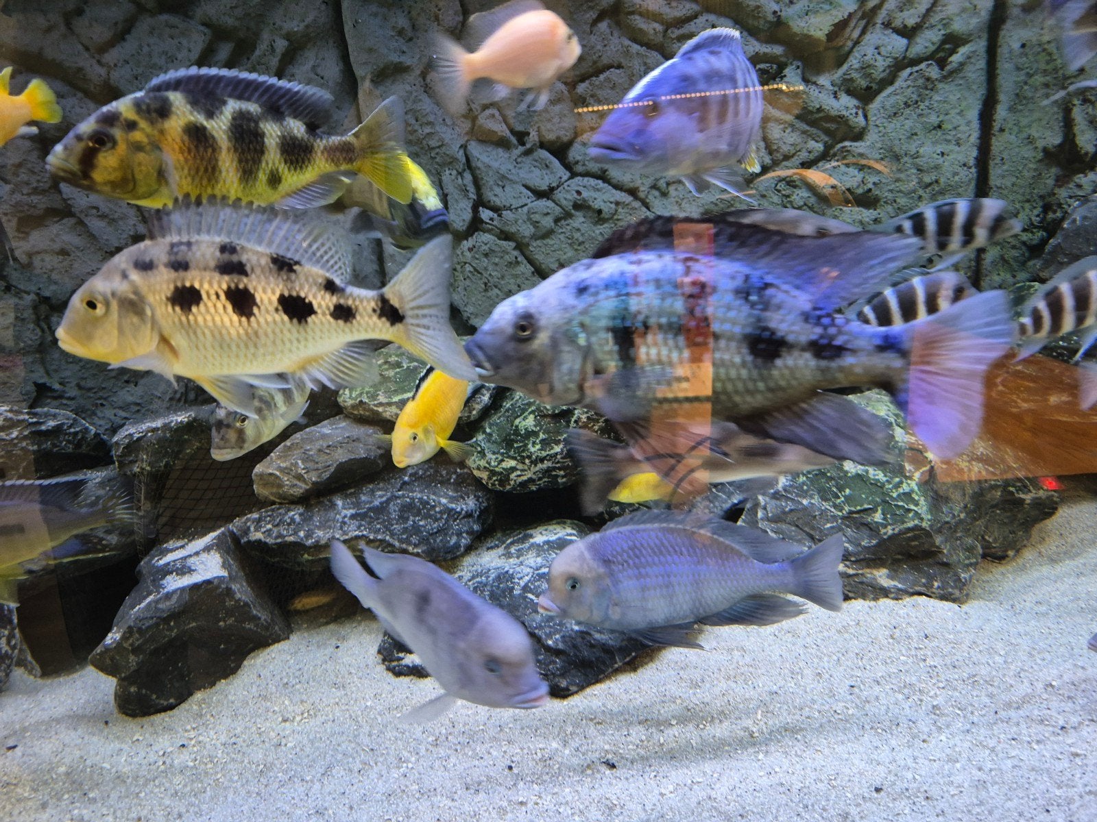 koppel Fossochromis Rostratus, Dieren en Toebehoren, Vissen | Aquariumvissen, Vis