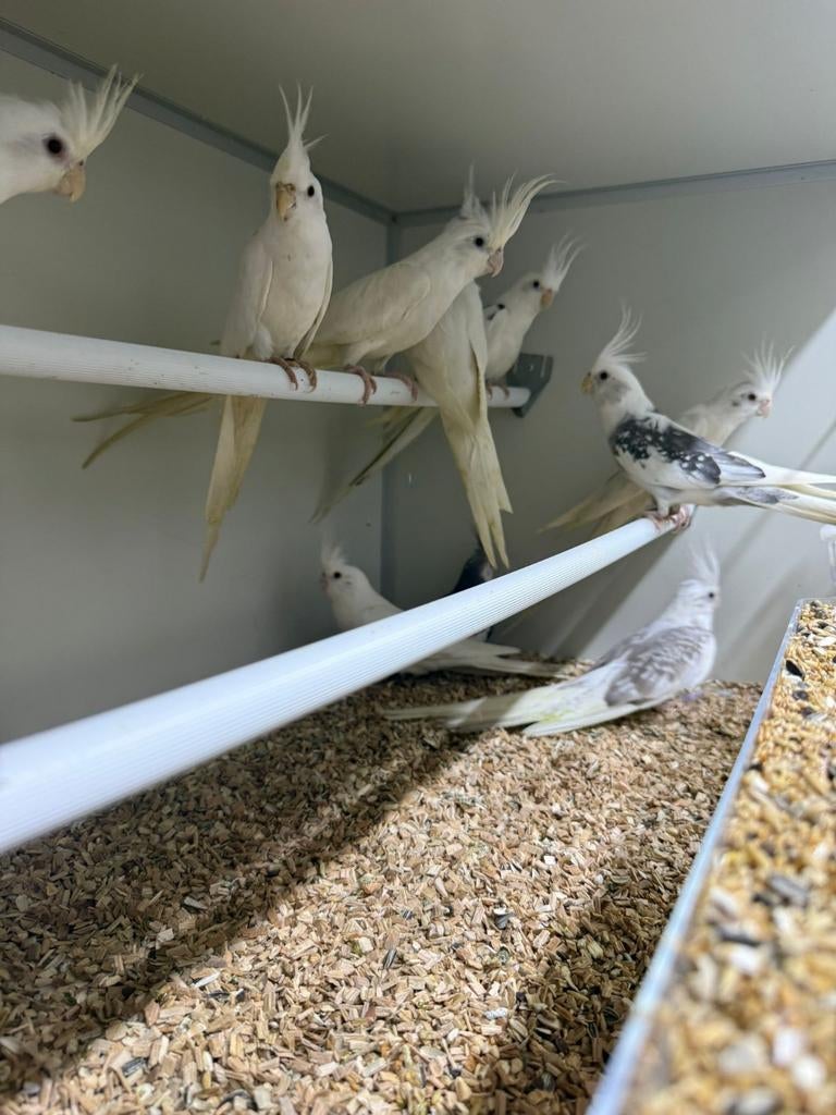 Te koop vele valkparkieten mooie kleuren en Duitse kuif, Dieren en Toebehoren, Meerdere dieren, Parkiet, Geringd