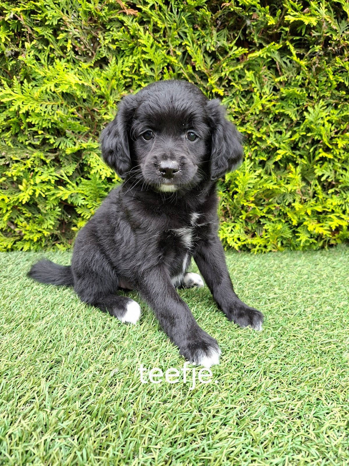 Zeer mooie speelse kruising  boomer x  mini goldendoodle., Parvo, 8 tot 15 weken, Meerdere, Meerdere dieren