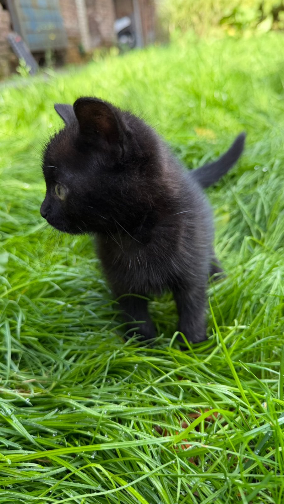 Kitten 8 week, Dieren en Toebehoren, Poes