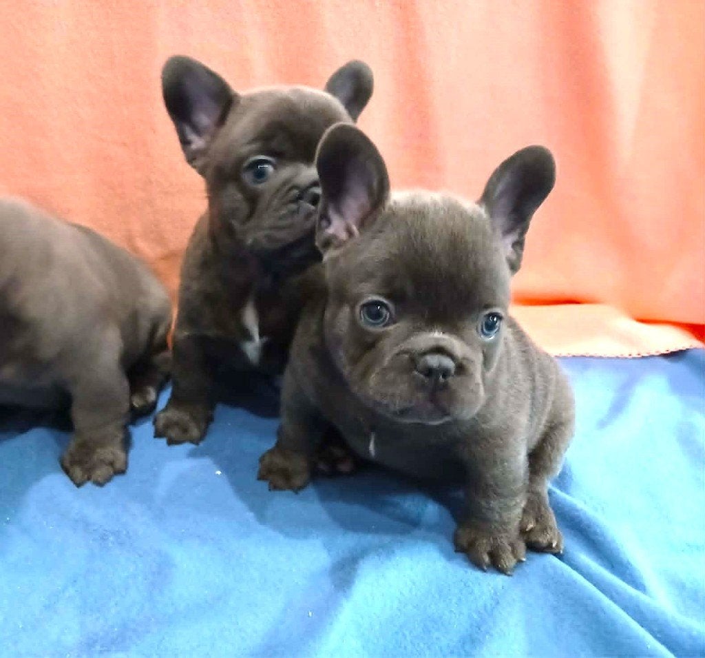 Franse Bulldog Pups Blauw & Lilac met langere snuitjes, Dieren en Toebehoren, Bulldog, Meerdere, Meerdere dieren, Nederland