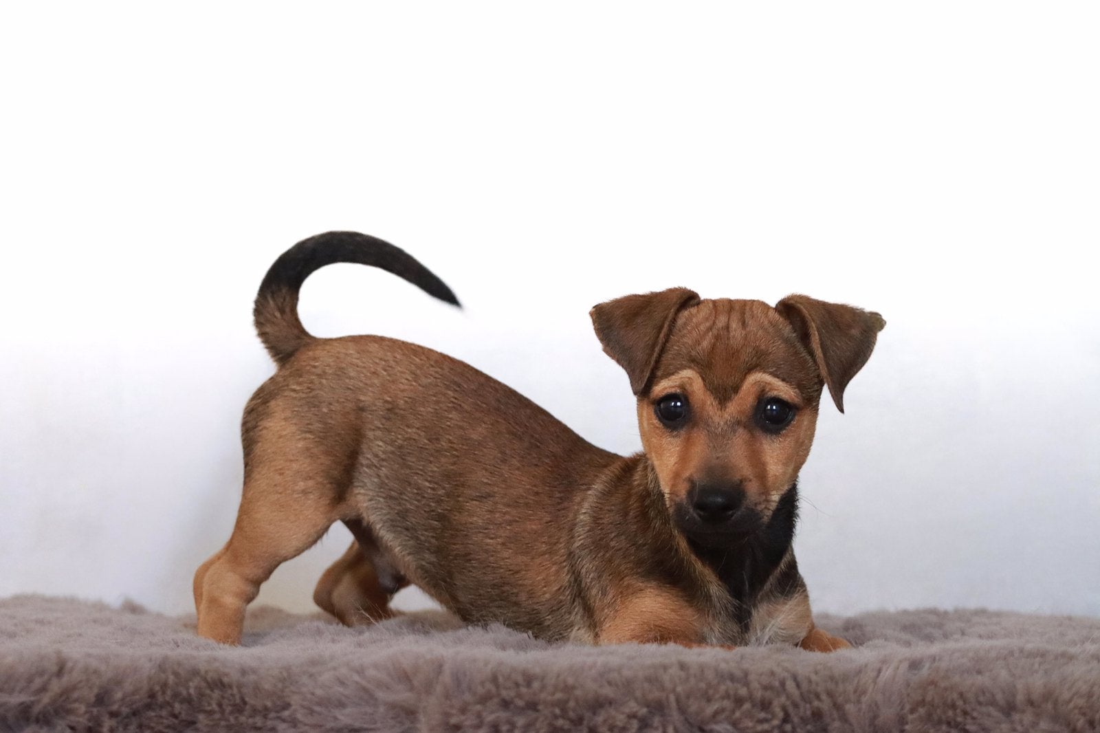 Mooie Jack russell pups, Dieren en Toebehoren, Honden | Jack Russells en Terriërs, Jack Russell Terriër, 8 tot 15 weken, Parvo
