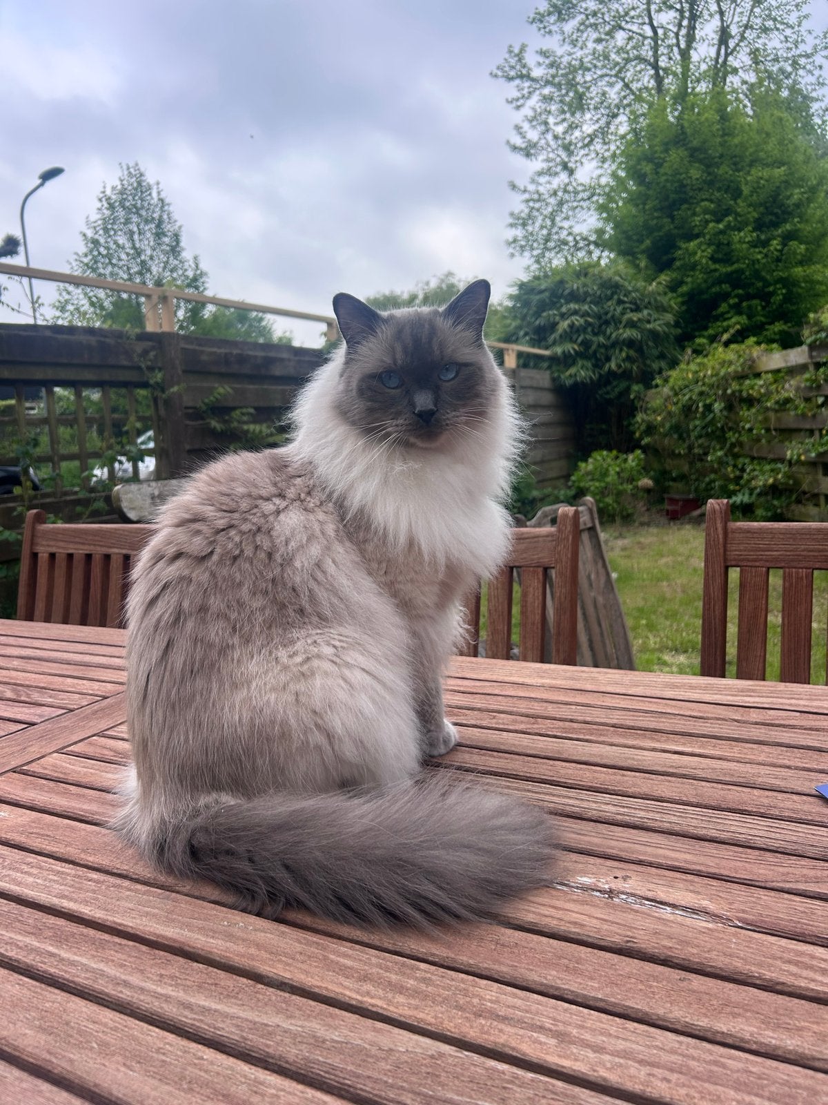 Fijn thuis voor onze lieve ragdoll kater Pip (4 jaar), Dieren en Toebehoren, Kater