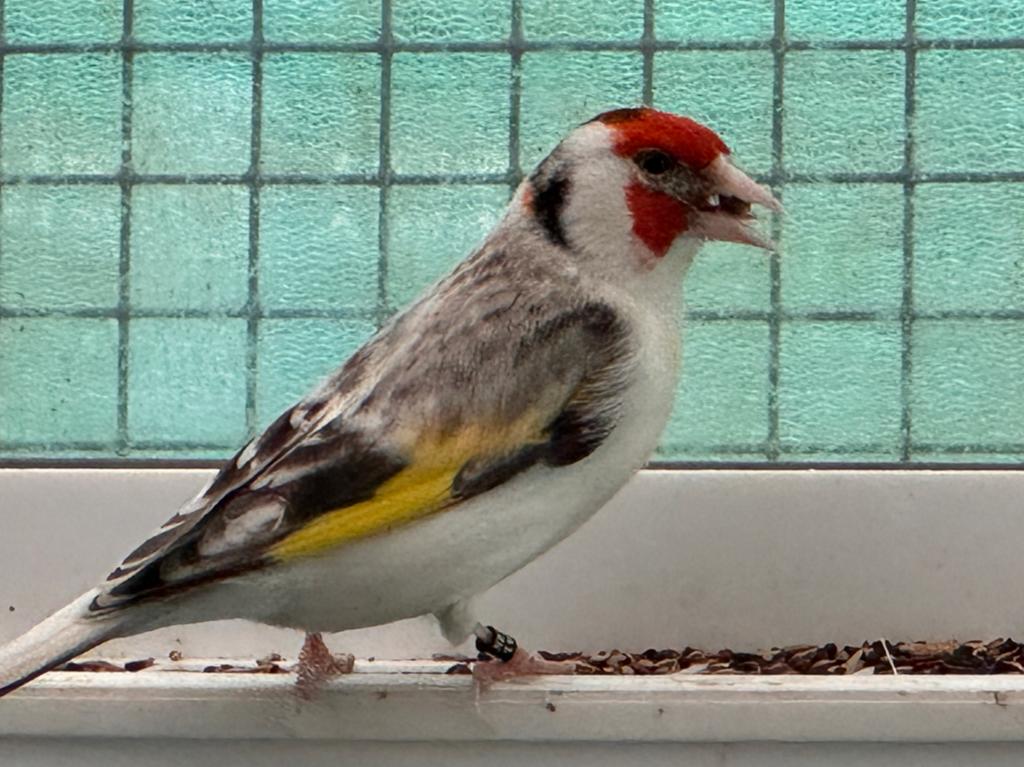 Bonte agaat witkeel man 2025 uit buiten Voliere, Dieren en Toebehoren, Vogels | Overige Vogels, Mannelijk