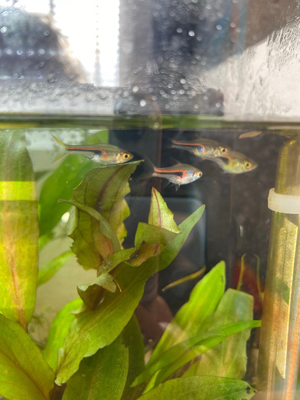 Aquarium zoetwatervissen barbelen 6x, Vis, Zoetwatervis, Schoolvis
