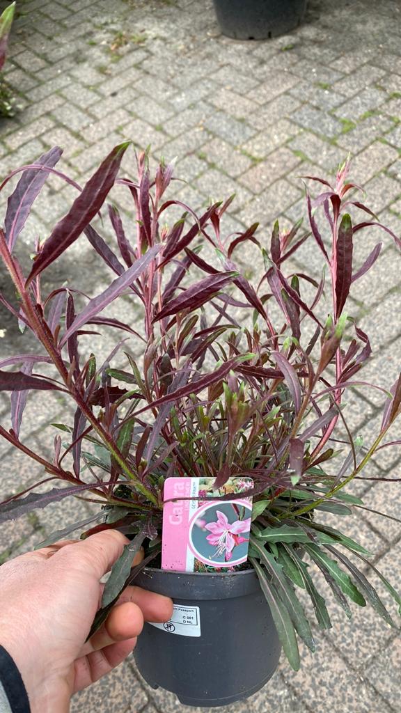 Gaura Lindheimeri 'Geyser Pink' - Prachtige Vaste Plant, Tuin en Terras, Planten | Tuinplanten, Volle zon, Vaste plant, Zomer
