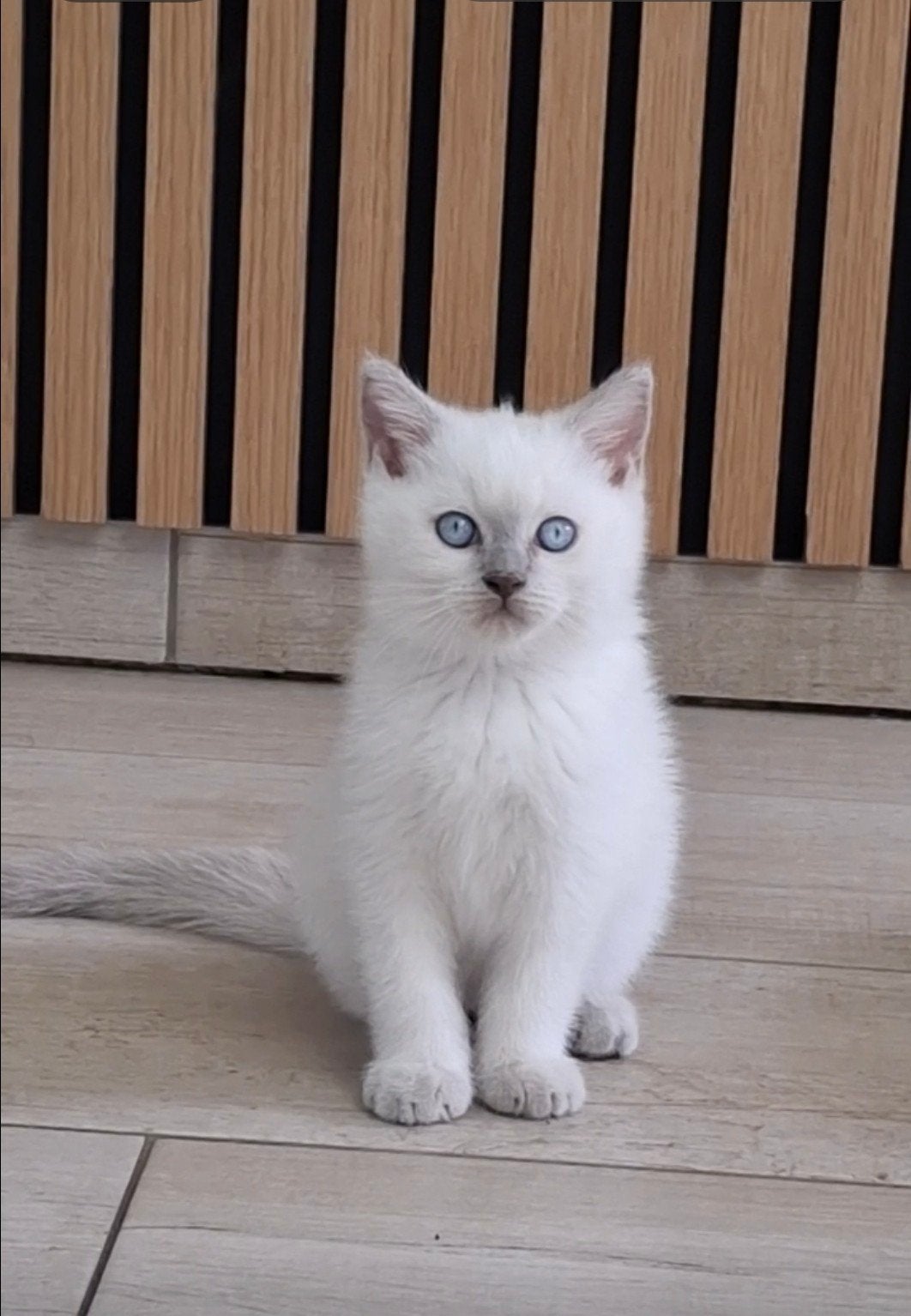 britse korhaar kittens  nog 1 kater en 1 poes, Meerdere dieren, Ontwormd, 0 tot 2 jaar