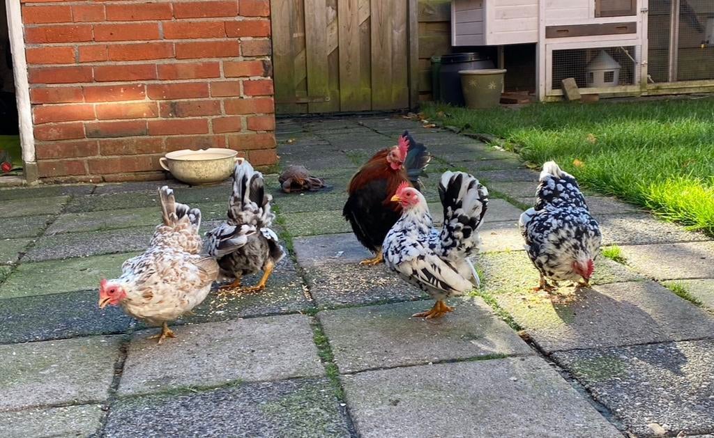 Serama hennen kuikens gezocht, Dieren en Toebehoren, Pluimvee, Vrouwelijk, Kip