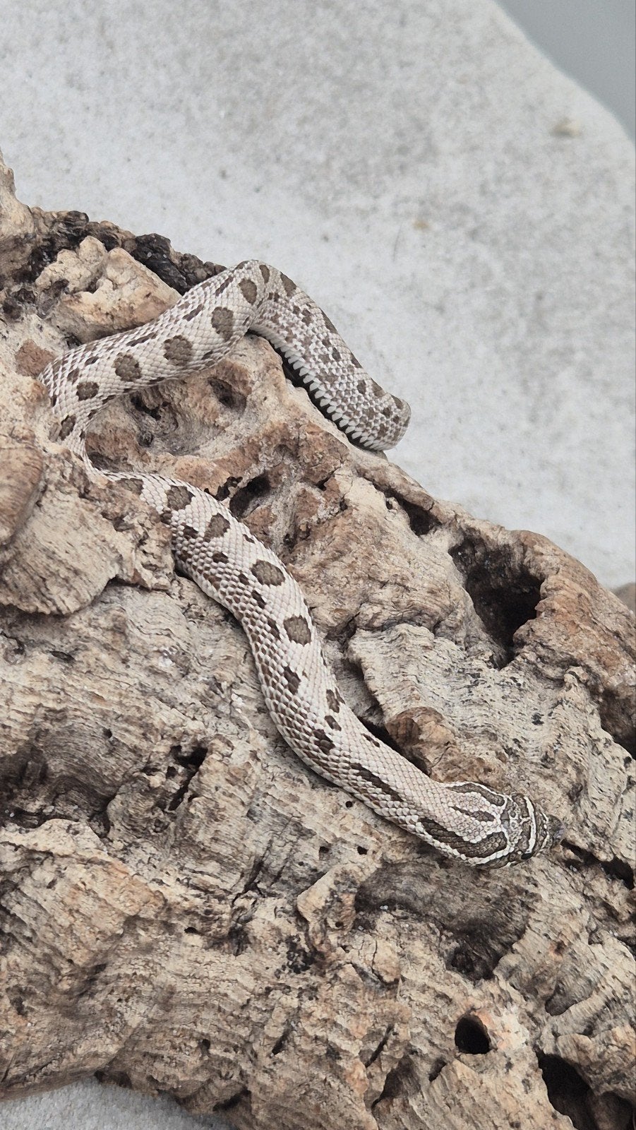 haakneuslang het toffee Hognose Snake photo 4