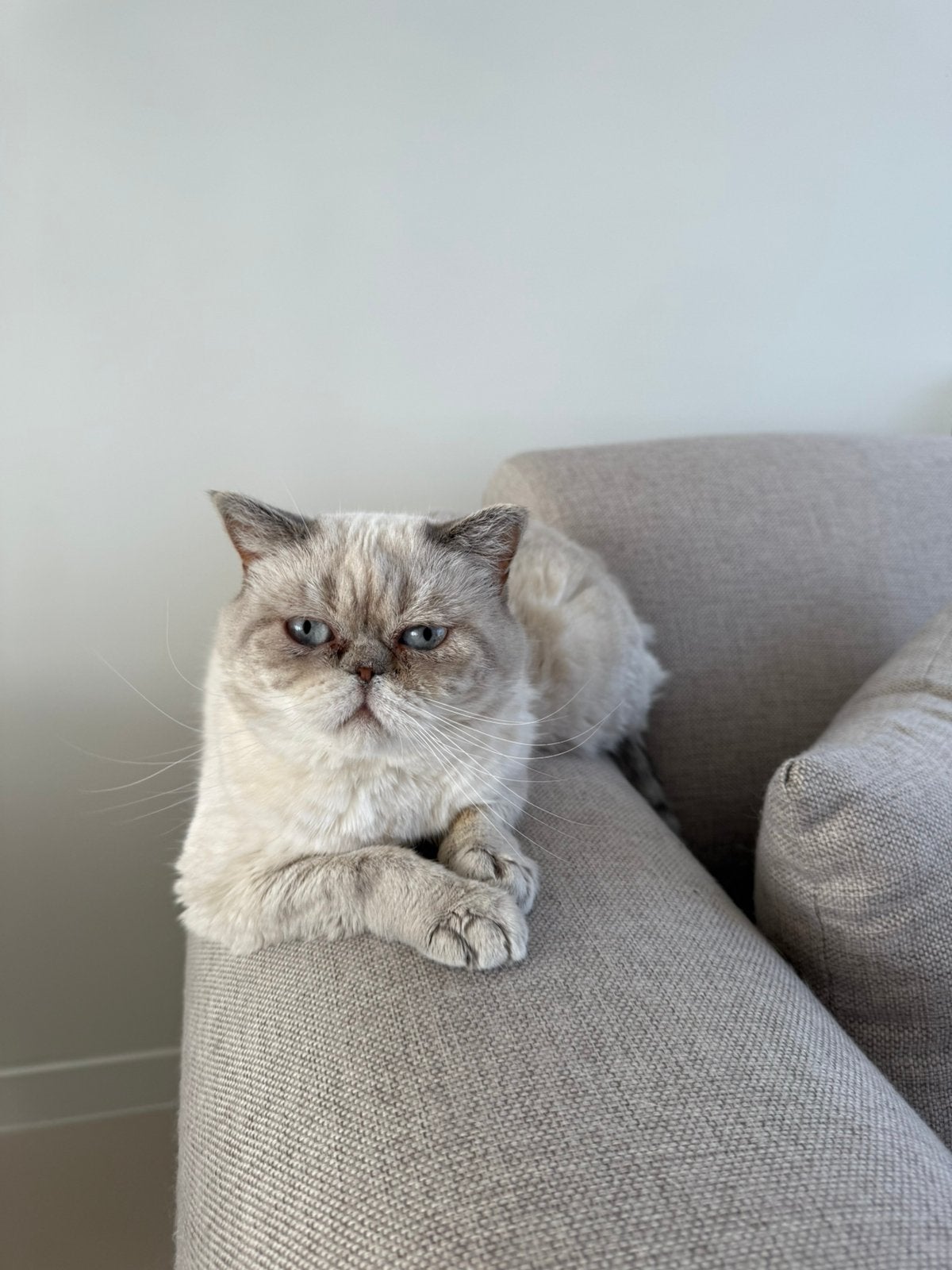 Nieuw huisje gezocht voor Meyu & Sheba, Dieren en Toebehoren, Poes, Ontwormd, 3 tot 5 jaar