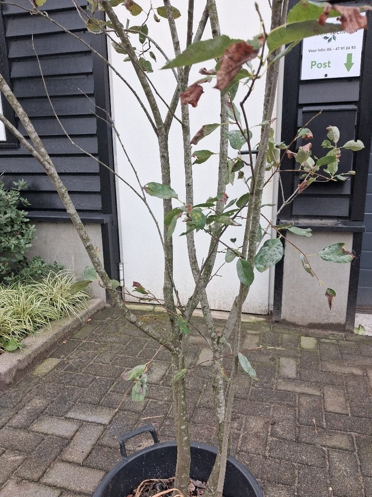 Amelanchier lamarkii / meerstammige krentenboom €95,-, Lente, 100 tot 250 cm, Volle zon, In pot