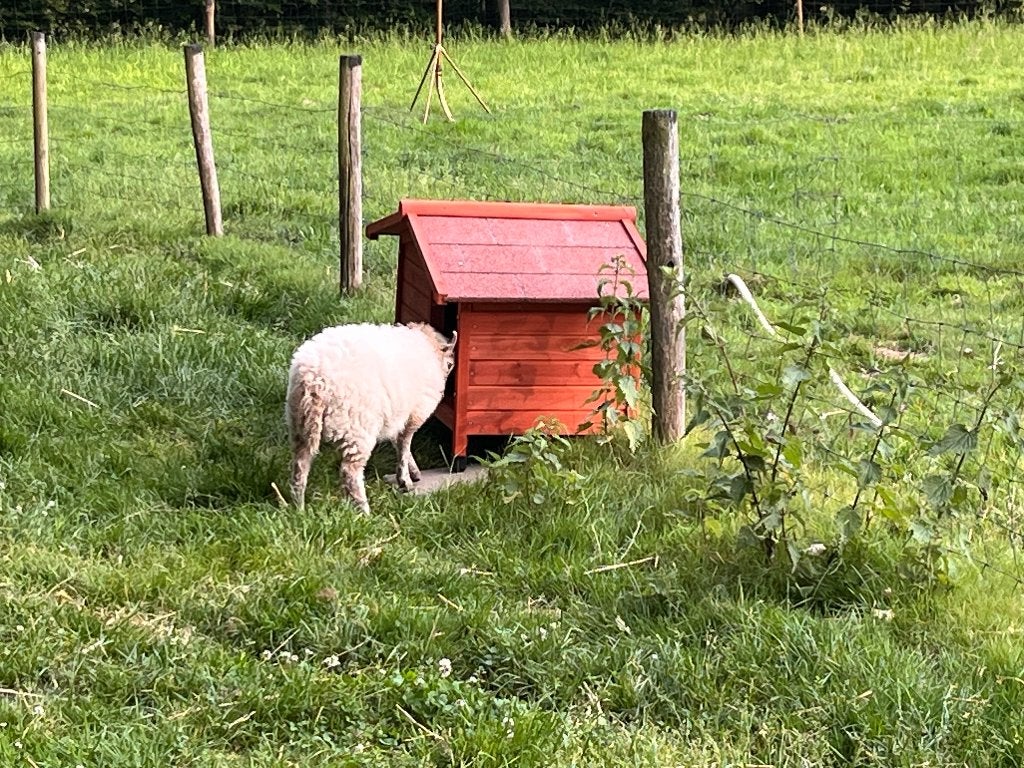 Schapenwol, Meerdere dieren, Schaap