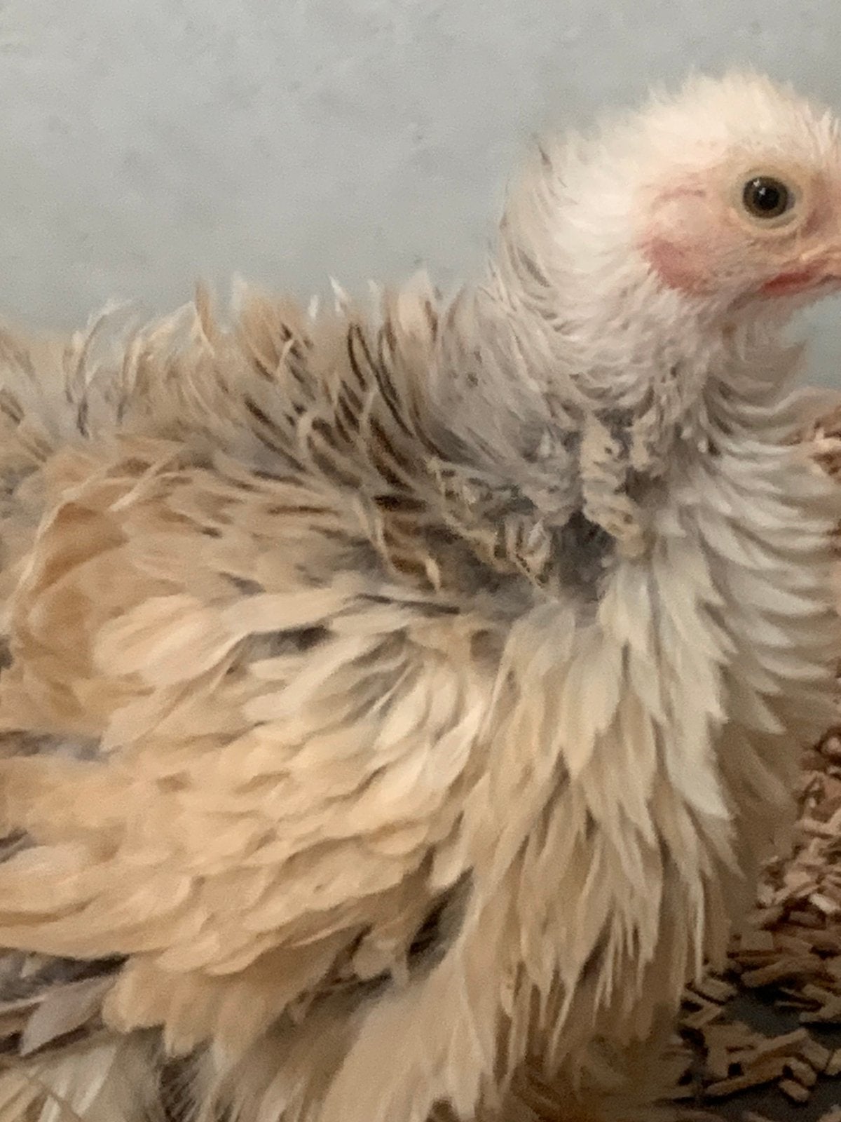Supermooie cochin kriel hennen!!, Dieren en Toebehoren, Pluimvee, Vrouwelijk, Kip