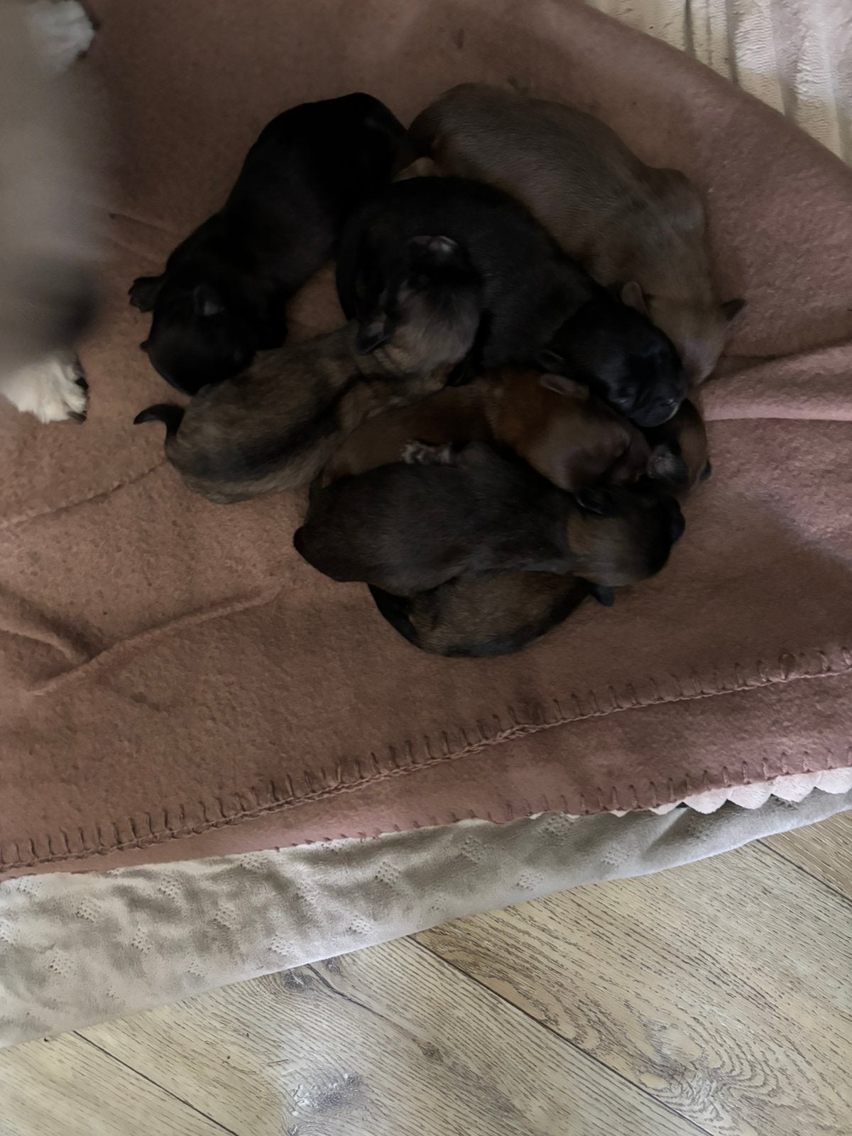 Boomer / Shih tzu pups, 8 tot 15 weken, Parvo, Meerdere, Meerdere dieren