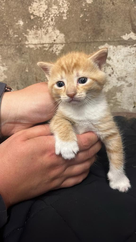 Gereserveerd - Kittens rood (katers), Meerdere dieren