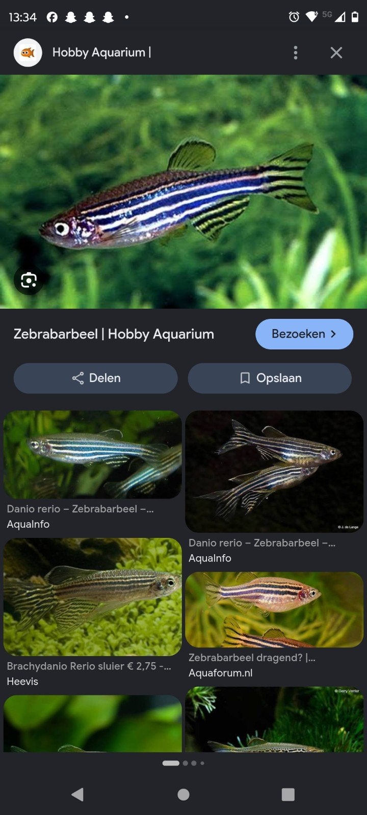 ik heb 2zebra danios die snel weg moeten voor maar 5euro, Vis