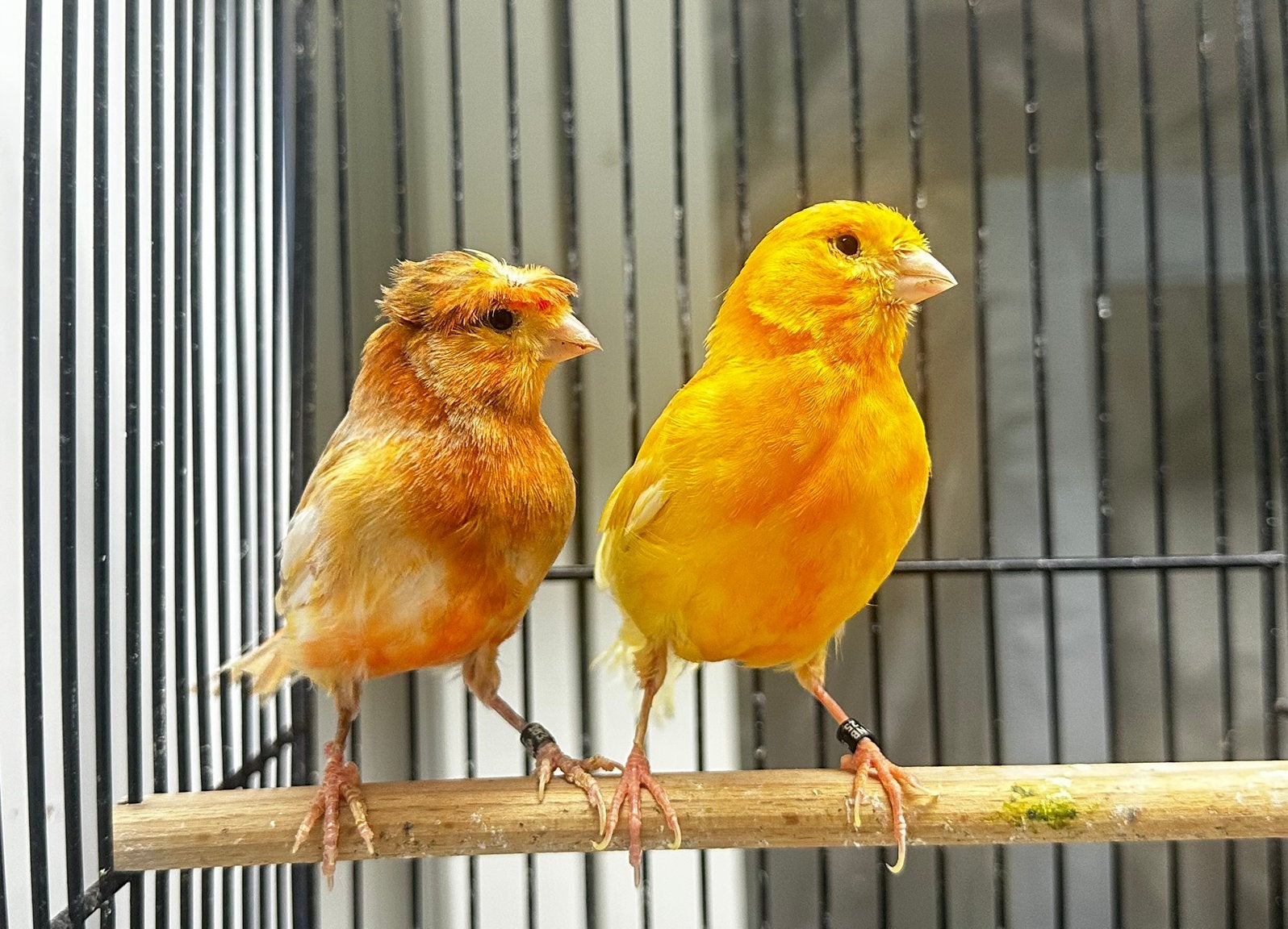 Mooie koppel Kanaries, Dieren en Toebehoren, Vogels | Kanaries, Meerdere dieren, Kleurkanarie