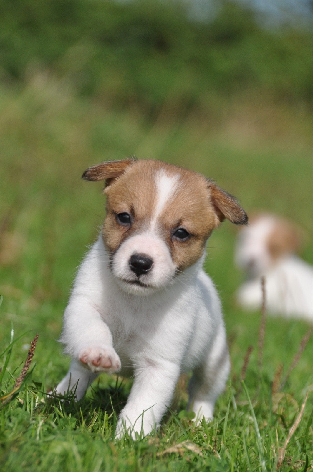Te koop lieve kleine laagbenige Jack Russel pups., Jack Russell Terriër, 8 tot 15 weken, CDV (hondenziekte), Meerdere
