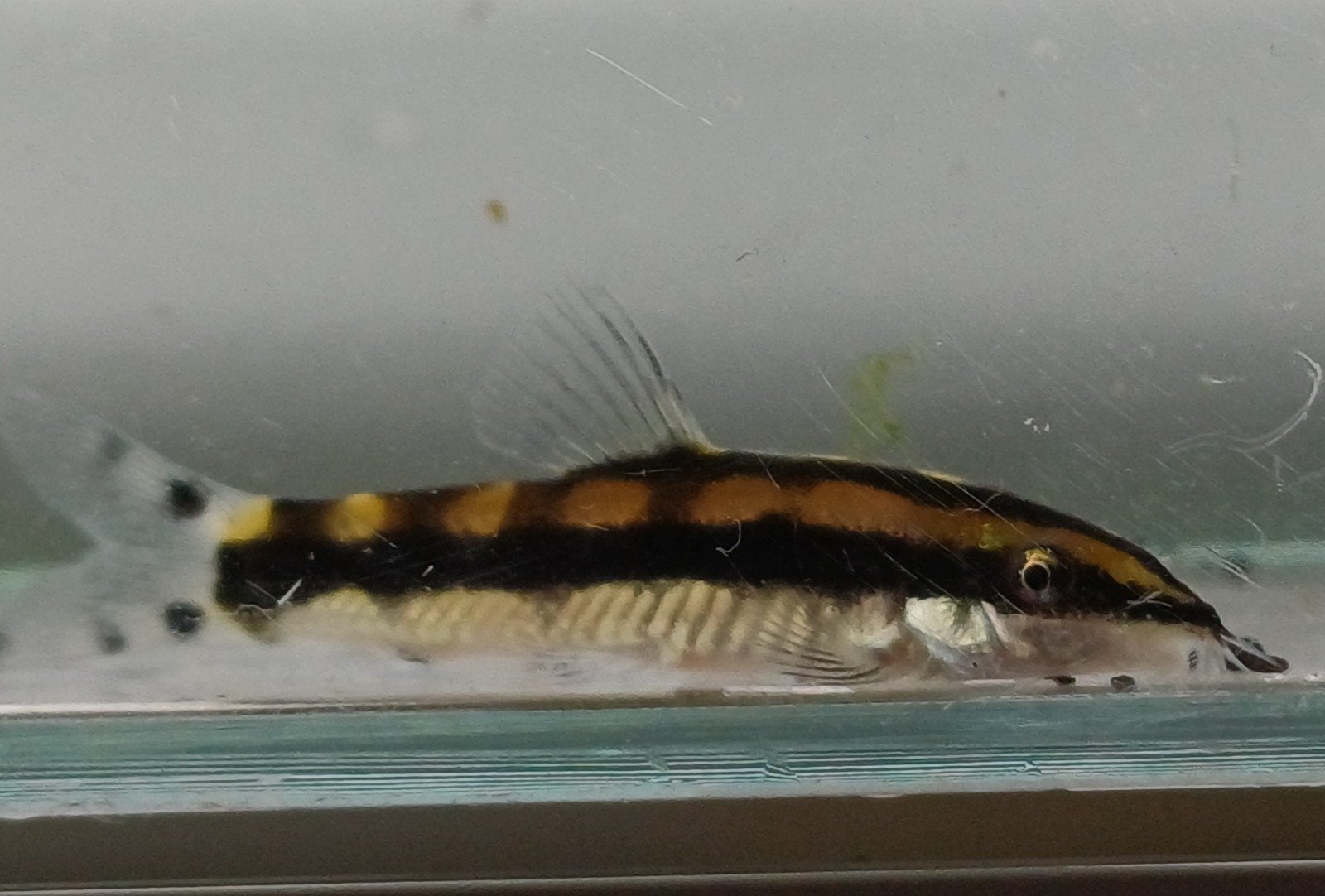 Hobbyaquarium Ambastaia Sidthimunki / dwergbotia, Vis, Zoetwatervis, Schoolvis