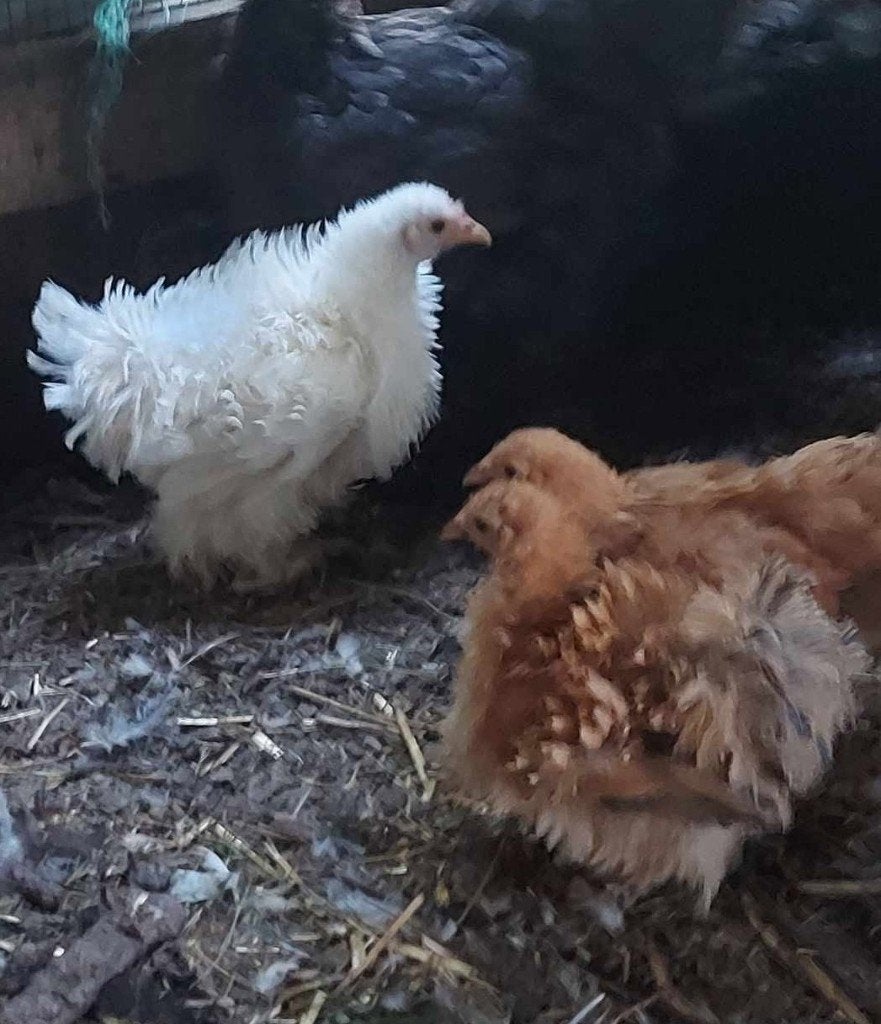 Kriel Cochin krulveer-hennetjes, Dieren en Toebehoren, Vrouwelijk, Kip