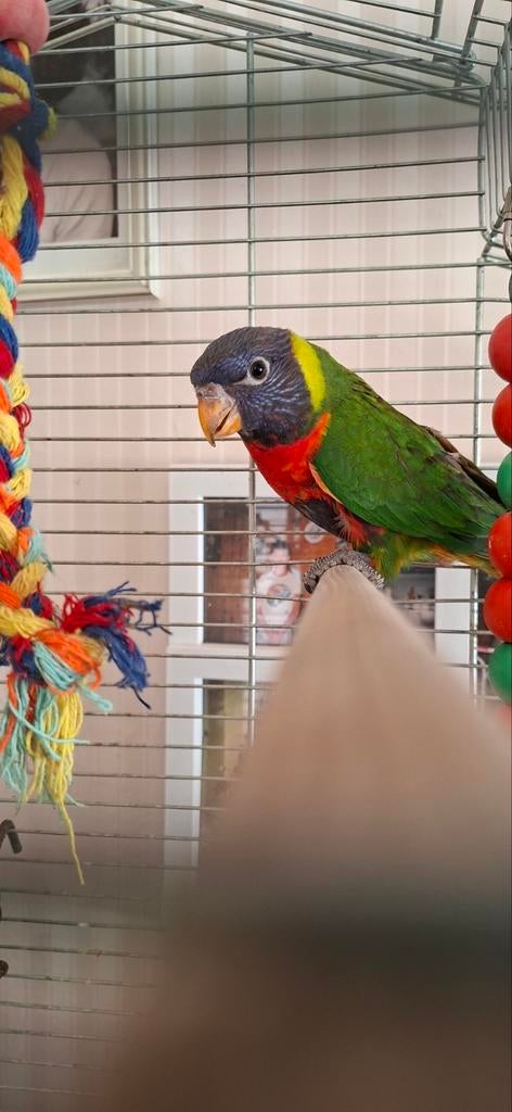 Lori van de blauwe bergen Man, Mannelijk, Papegaai