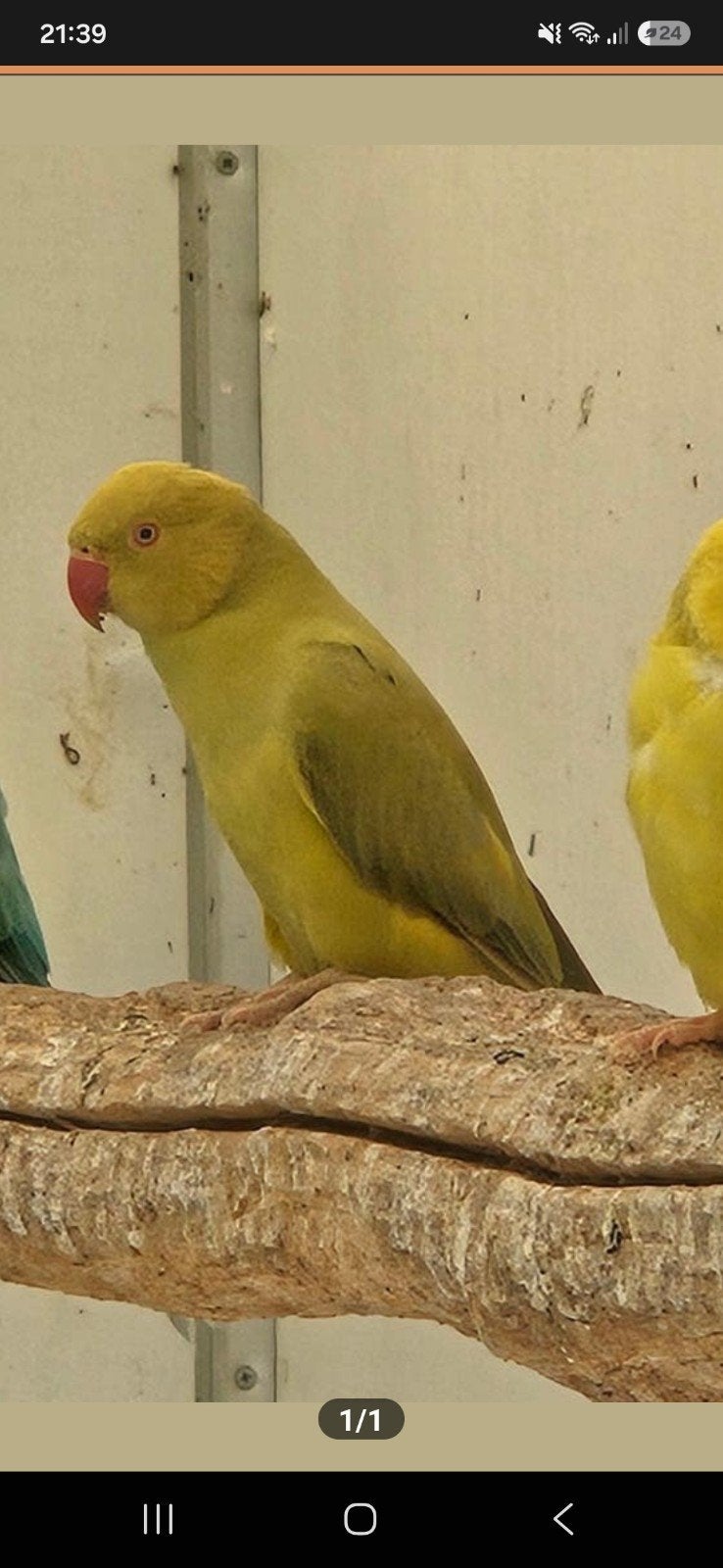 Cinnamon groene opaline halsbandparkiet, Vrouwelijk, Parkiet, Geringd