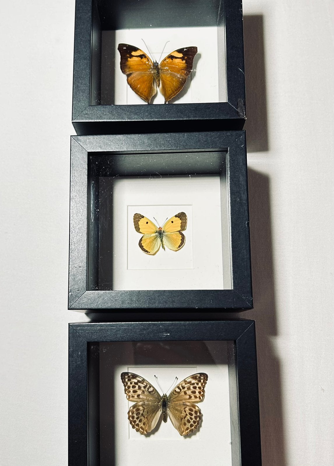 3 x verdiepte lijsten met opgezette vlinders, prijs v.3, Ophalen of Verzenden, Nieuw, Insect, Opgezet dier