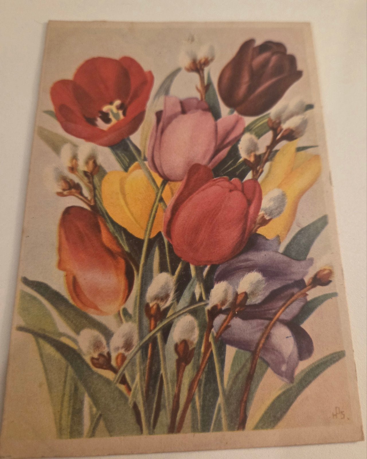 Oude ansichtkaart met tulpen en wilgenkatjes, Rotterdam, Verzenden, Voor 1920, Gelopen, Overige thema's