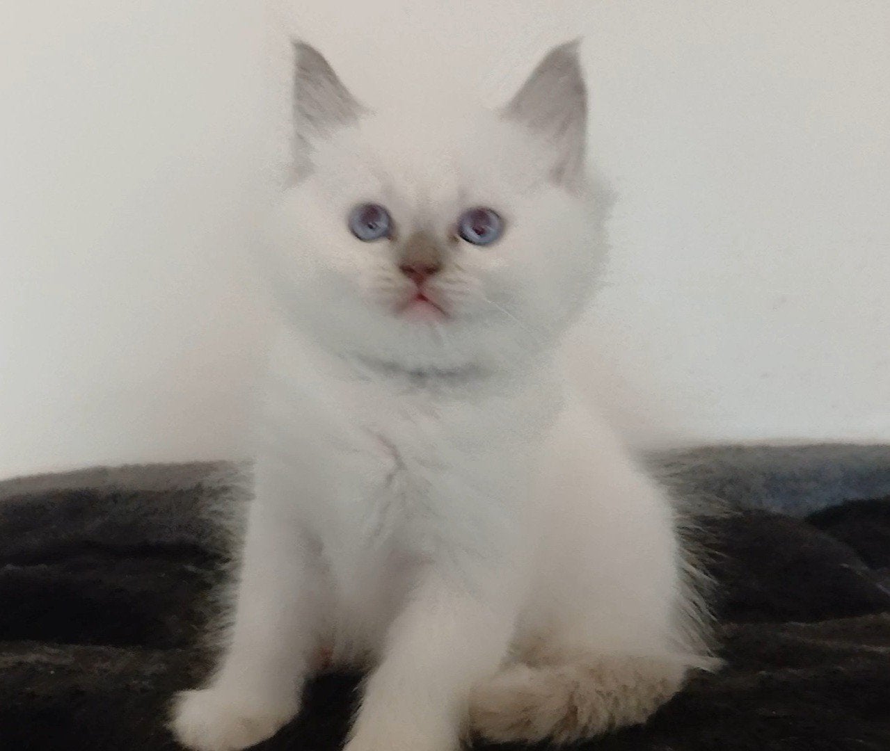 Nog 1 Ragdoll poesje. Raszuiver en 100% Knuffel garantie!, Poes, Ontwormd, 0 tot 2 jaar