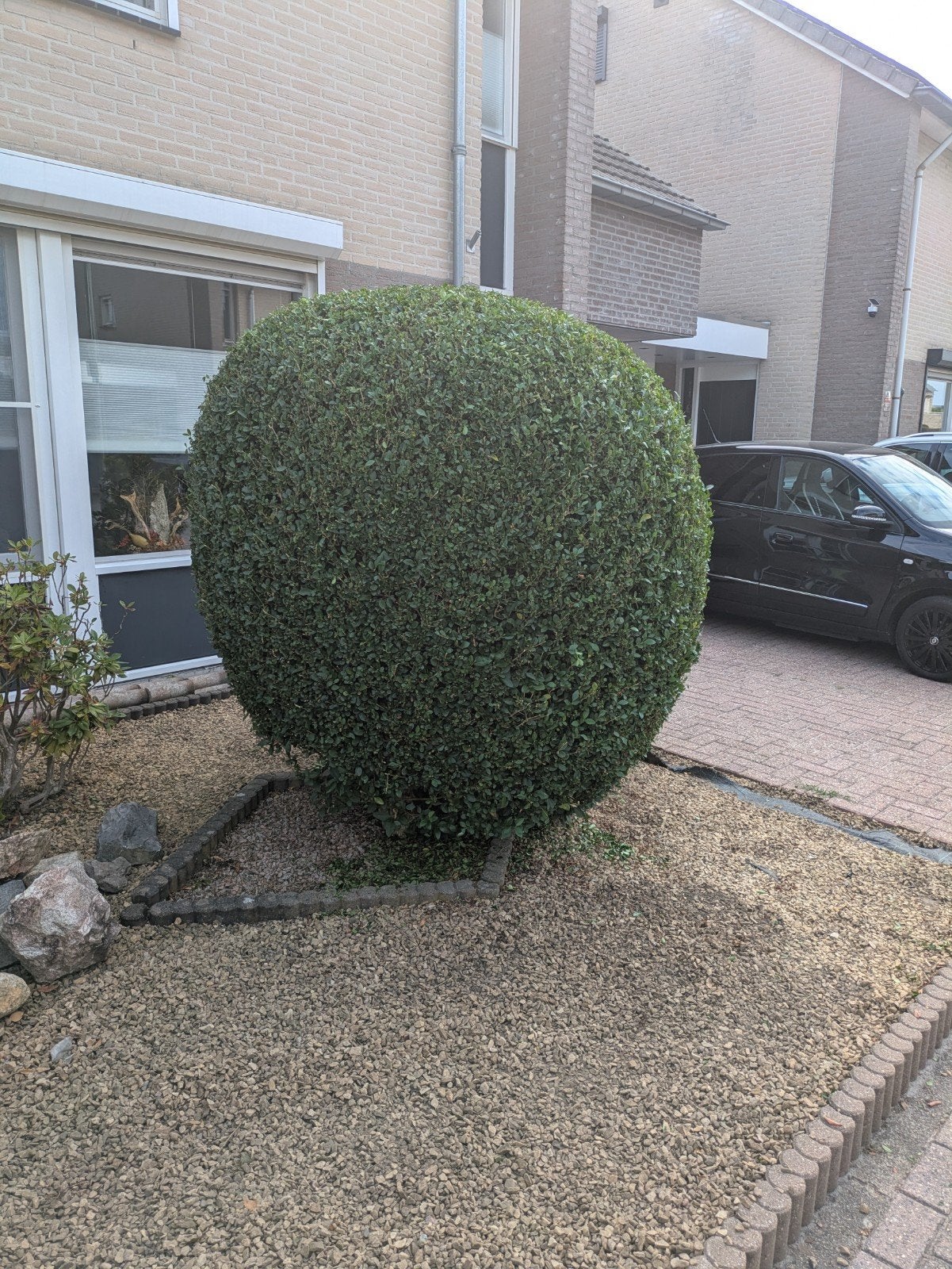 Grote, ronde buxusstruik op stam, Volle zon, Vaste plant, Bloeit niet, Ophalen