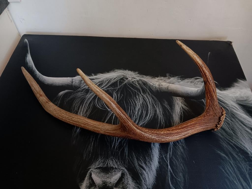 Gewei stang edelhert afwerpstang schedel taxidermie, Ophalen of Verzenden, Zo goed als nieuw, Hert, Gewei of Kop