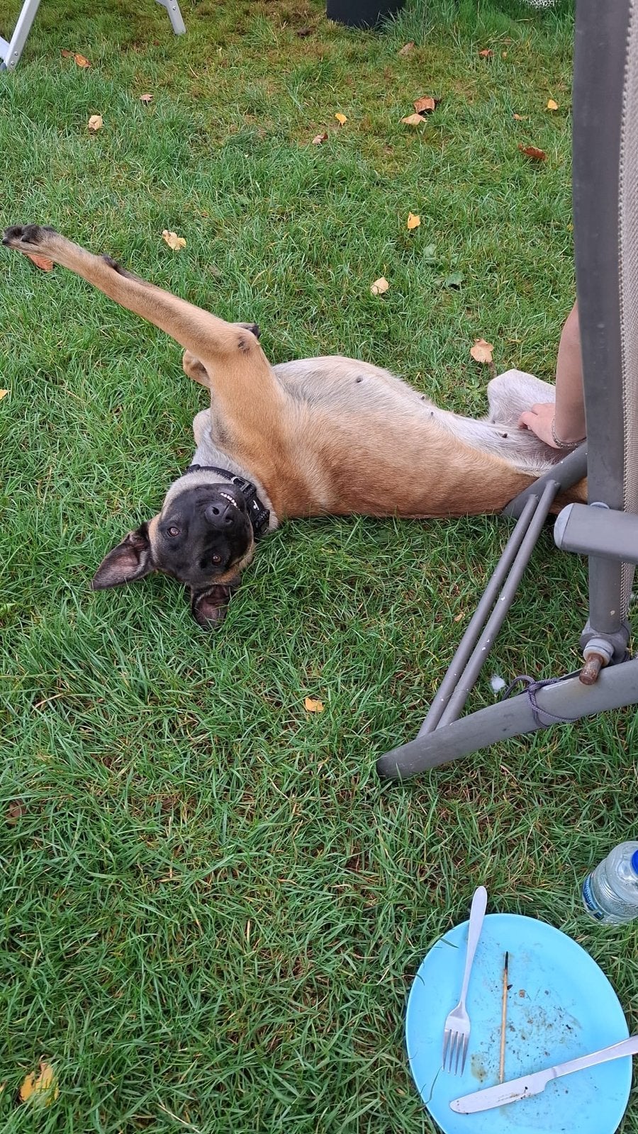 Mechelse herder teef, 1 tot 2 jaar, Teef, Parvo, Eén hond