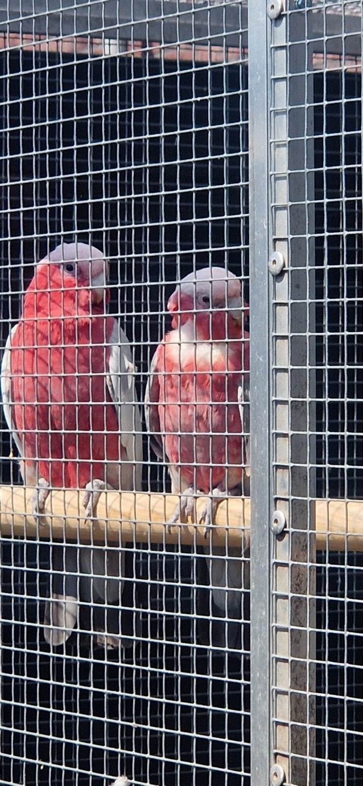Koppel Rose kaketoe. Koopje!!, Dieren en Toebehoren, Meerdere dieren, Papegaai