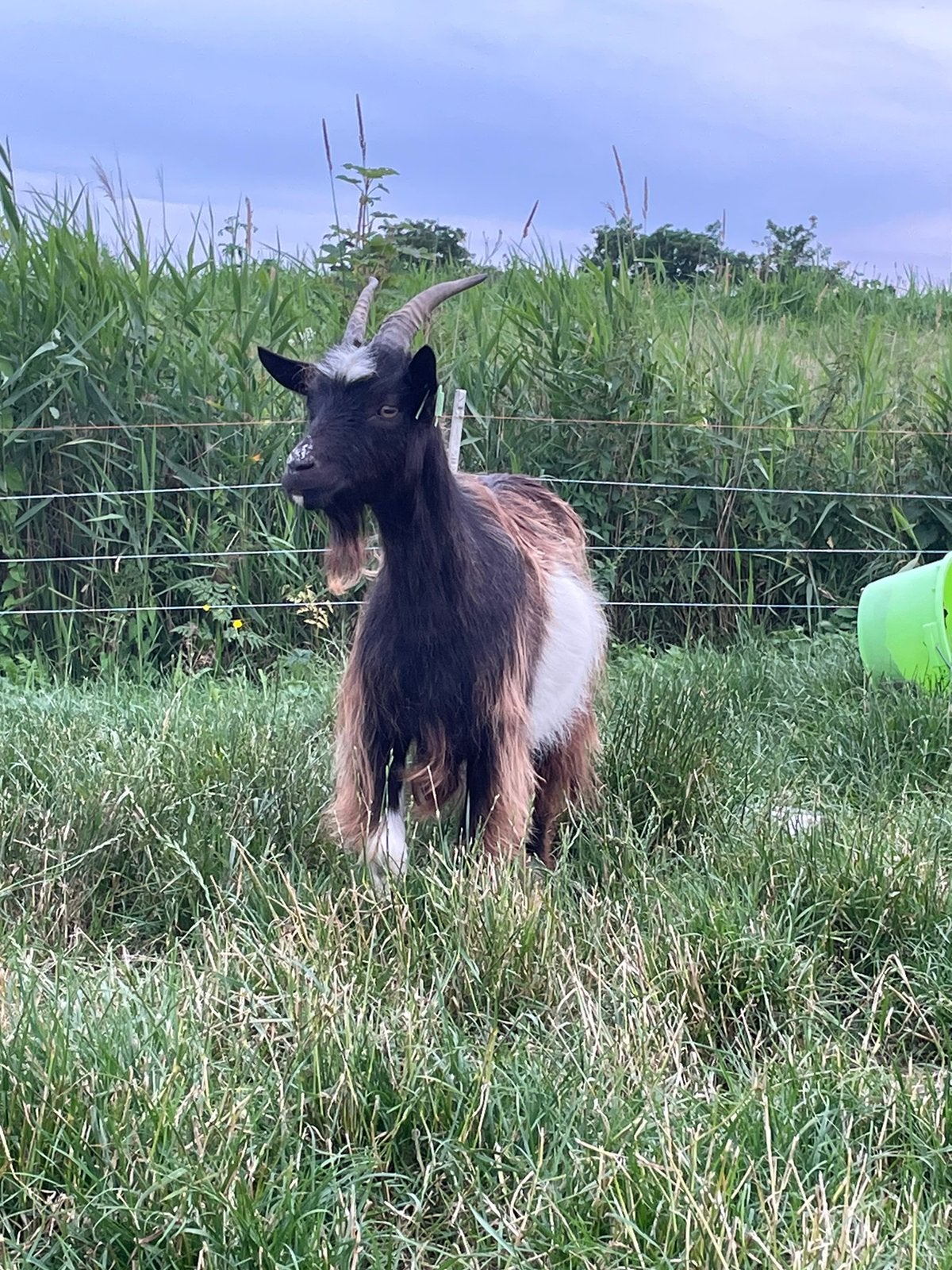 Stamboek landgeit, Dieren en Toebehoren, Vrouwelijk, Geit, 0 tot 2 jaar