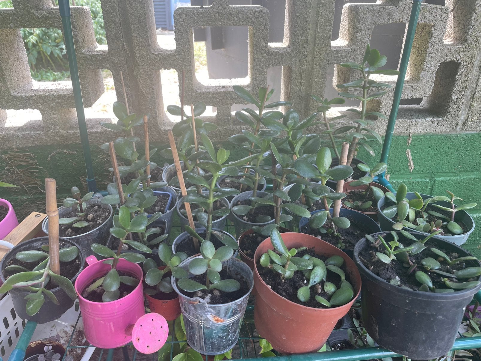 Vetplanten crassula ovata, Huis en Inrichting, Kamerplanten, Ophalen, Vetplant, Minder dan 100 cm
