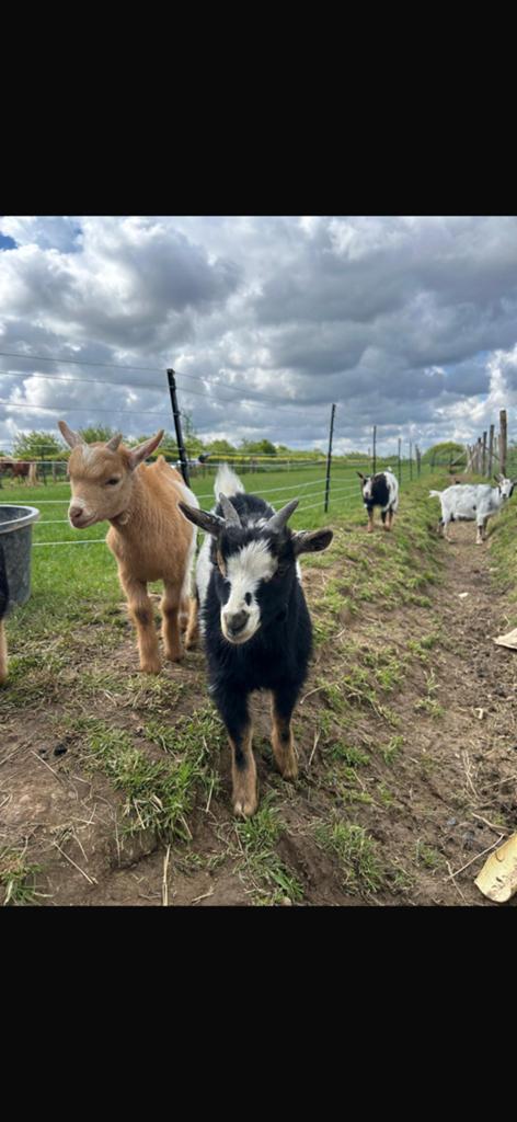 2 handtamme dwerggeit bokjes te koop, Dieren en Toebehoren, Schapen, Geiten en Varkens, Meerdere dieren, Geit
