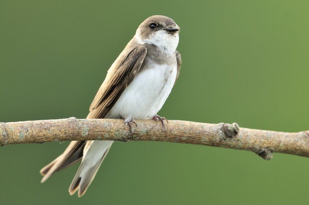 Koppel Oeverzwaluwen beschikbaar., Meerdere dieren, Wildzangvogel, Geringd