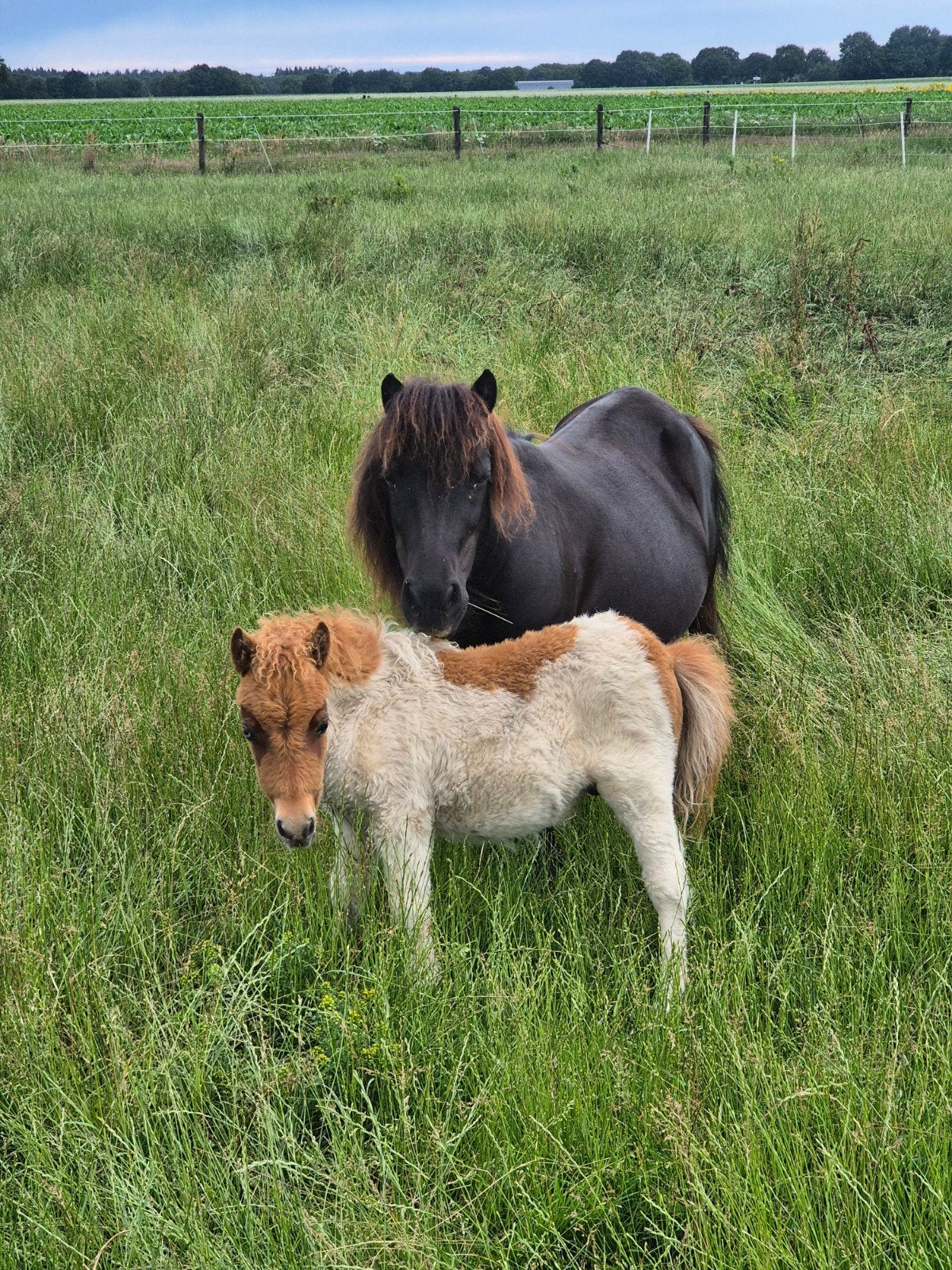 Super mooie en lieve Shetlander Merrie kinderpony met veulen, Dieren en Toebehoren, Merrie, Niet van toepassing, A pony (tot 1.17m)